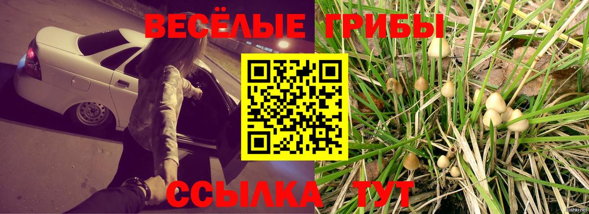 Балаково  Псилоцибиновые грибы Cubensis  Вход с VPN 